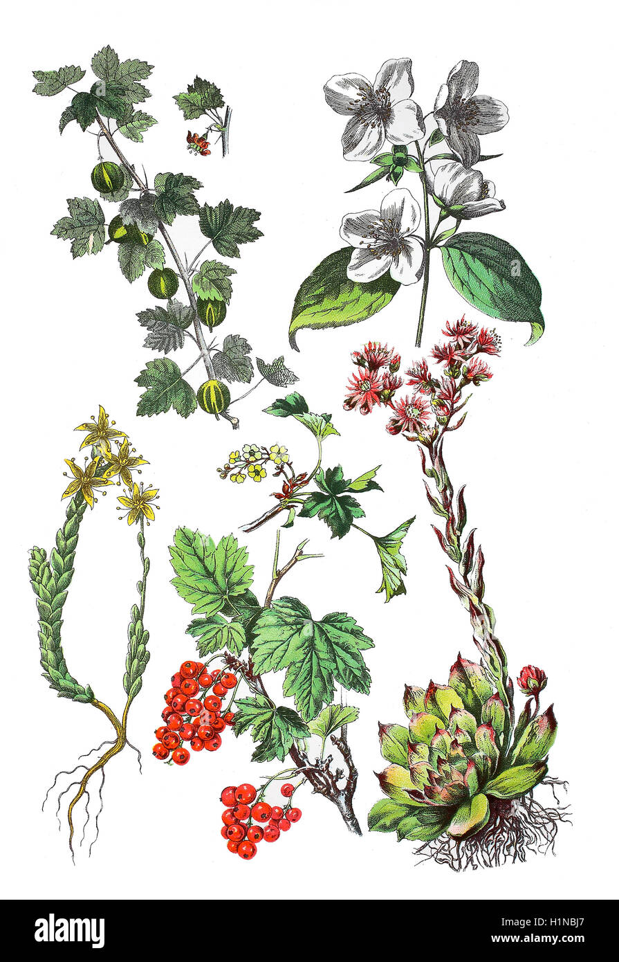 Stachelbeere, Ribes Uva-Crispa, SY: Ribes Grossularia (oben links), süße Mock-Orange, Englisch Philadelphus Coronarius (oben rechts), Goldmoss Fetthenne, Sedum Acre (Fussteil links), Hartriegel, Johannisbeeren oder rote Johannisbeere, Ribes Rubrum (Fussteil Mitte), gemeinsame Hauswurz, Sempervivum Tectorum (Fussteil rechts) Stockfoto