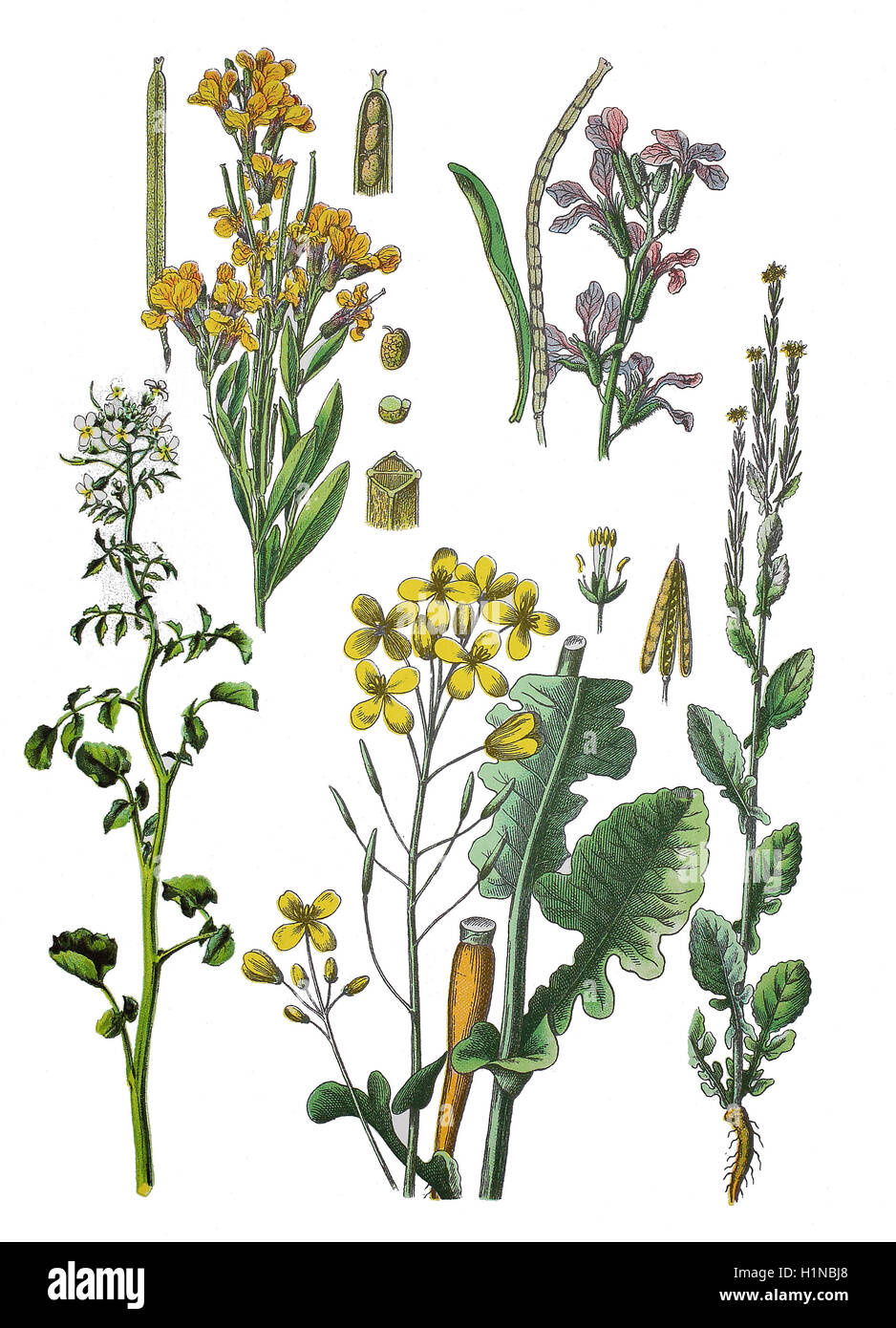 Mauerblümchen, Wegrauke Cheiri (oben links), hoary Lager, Matthiola Incana (oben rechts), Watercresse, Kapuzinerkresse Officinale (Fussteil links), Feld, Senf, Kräuter, Schaumkraut, Brassica Rapa (Fussteil Mitte) Barbara, Rocketcress, Barbarea Vulgaris (Fussteil rechts), Stockfoto