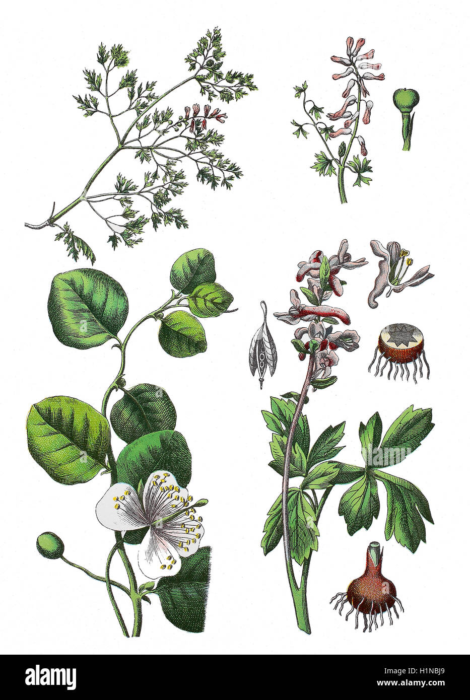 gemeinsamen Erdrauch, Fumaria Officinalis (oben links Und rechts), Kapern Busch, Capparis Spinosa (Fussteil links), Corydalis, Corydalis Cava (Fussteil rechts) Stockfoto