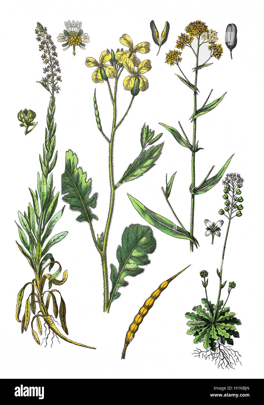 der Färberwau, Färberin Unkraut, Schweißen, Reseda Luteola (links), Hederich, Raphanus Raphanistrum (2. von links), Färberwaid, Isatis Tinctoria (oben rechts), Hirten Kresse, Teesdalia Nudicaulis (Fussteil rechts) Stockfoto