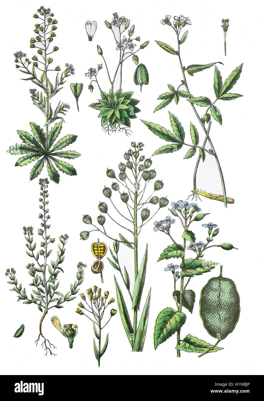 "Schäfers-Handtasche, Capsella Bursa-Pastoris (oben links), Frühling, Felsenblümchen, Shadflower, Felsenblümchen Verna; SY: Erophila Verna (oben Mitte), Coralroot, bauchige Schaumkraut Frühling Kresse, Cardamine Birne?? Fera (oben rechts), blass gelbe Alyssum, Alyssum Alyssoides (Fussteil links), Scharfkraut, Leindotter, Frosteinbrüchen oder falscher Flachs, Camelina Sativa (Fussteil Mitte), mehrjährige Ehrlichkeit, Lunaria Rediviva (Fussteil rechts) " Stockfoto
