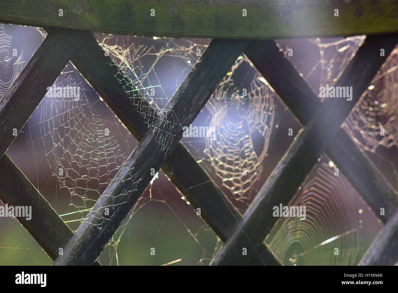 Spinnen Stege am Gartenzaun bedeckt in den frühen Morgenstunden Tau York Yorkshire Vereinigtes Königreich Stockfoto