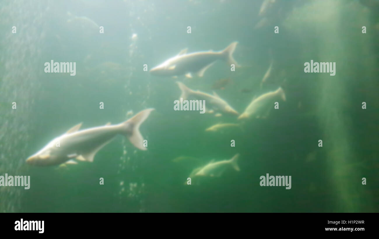 Aquarium Hintergrund mit big Fish verwischt. Stockfoto