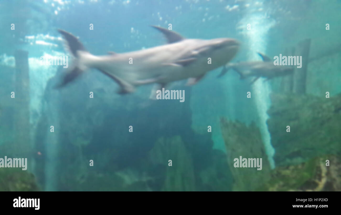 Aquarium Hintergrund mit big Fish verwischt. Stockfoto