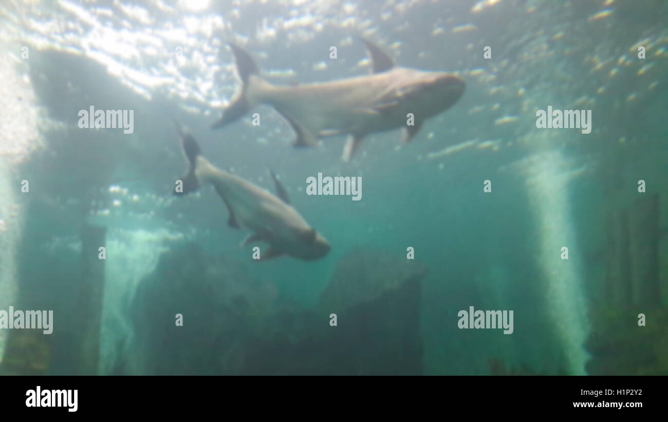 Aquarium Hintergrund mit big Fish verwischt. Stockfoto