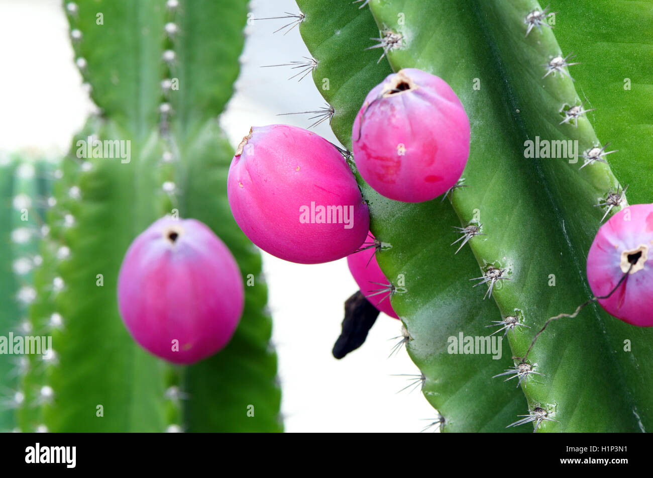 Gruppen von grüner Kaktus mit Früchten. Stockfoto