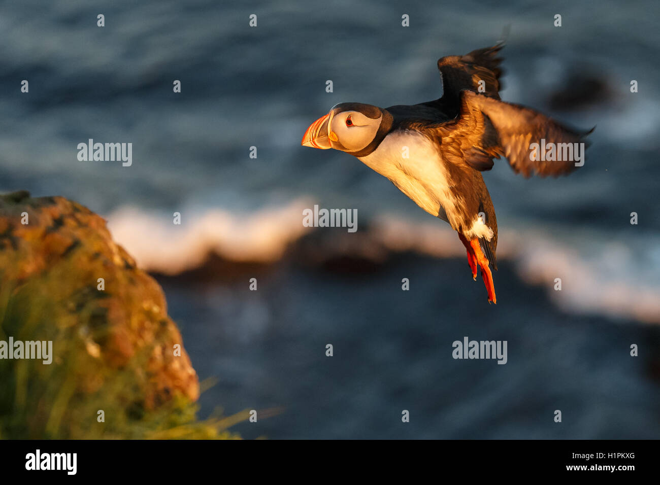 Papageientaucher in Latrabjarg Island während der Mittsommer-Nacht-Sonne Stockfoto
