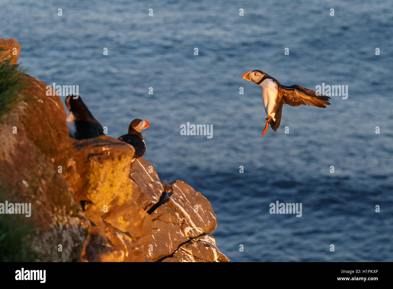 Papageientaucher in Latrabjarg Island während der Mittsommer-Nacht-Sonne Stockfoto