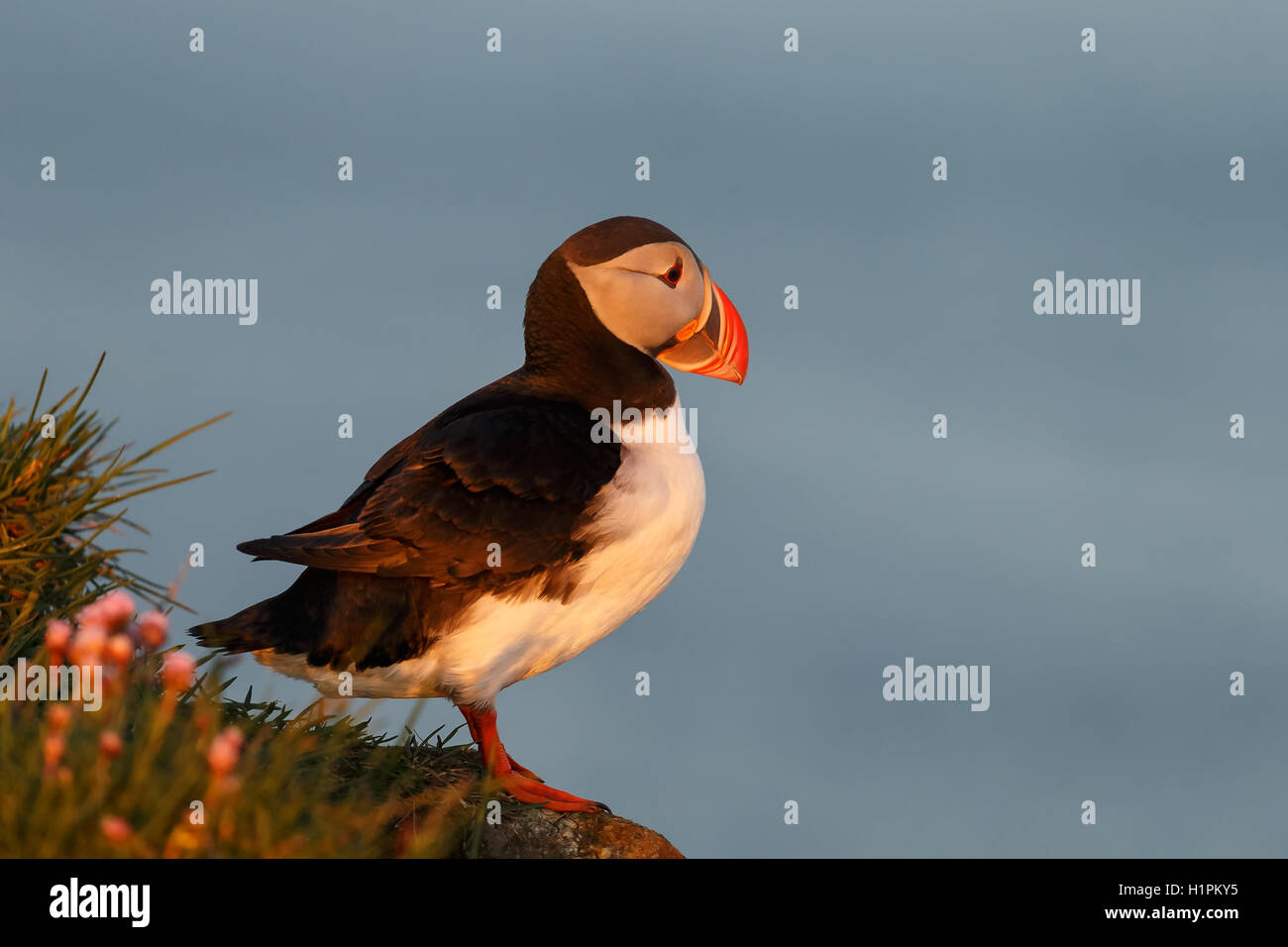 Papageientaucher in Latrabjarg Island während der Mittsommer-Nacht-Sonne Stockfoto