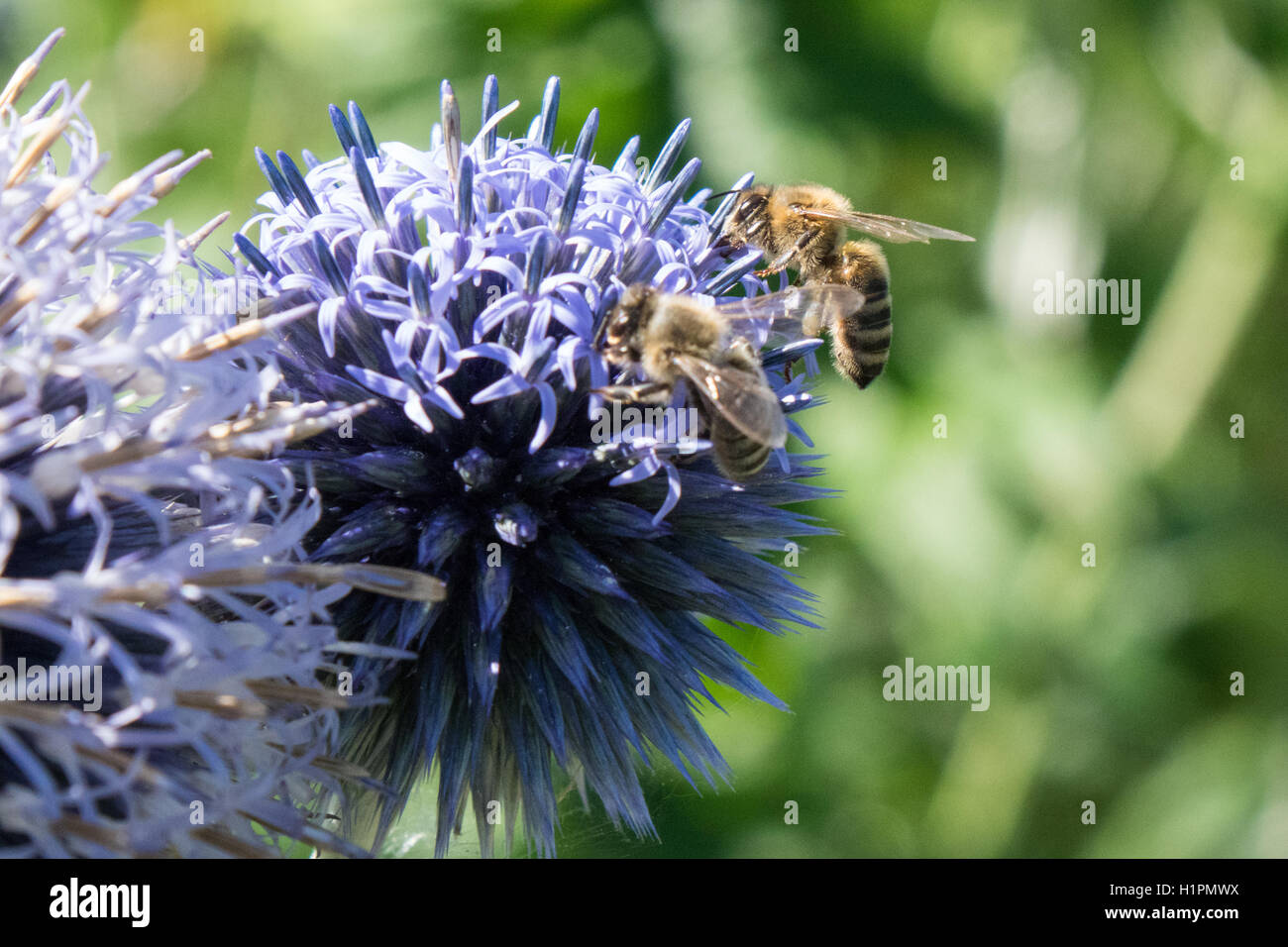 Blaue Kugel Distel Echinops mit Bienen Stockfoto