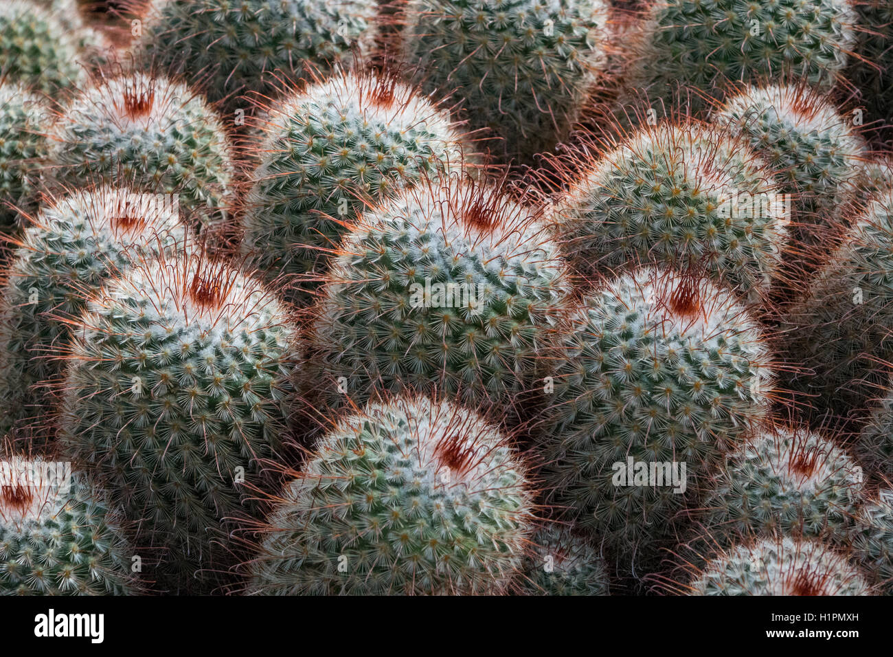 Nahaufnahme eines Kaktus mit roten Stacheln Stockfotografie - Alamy