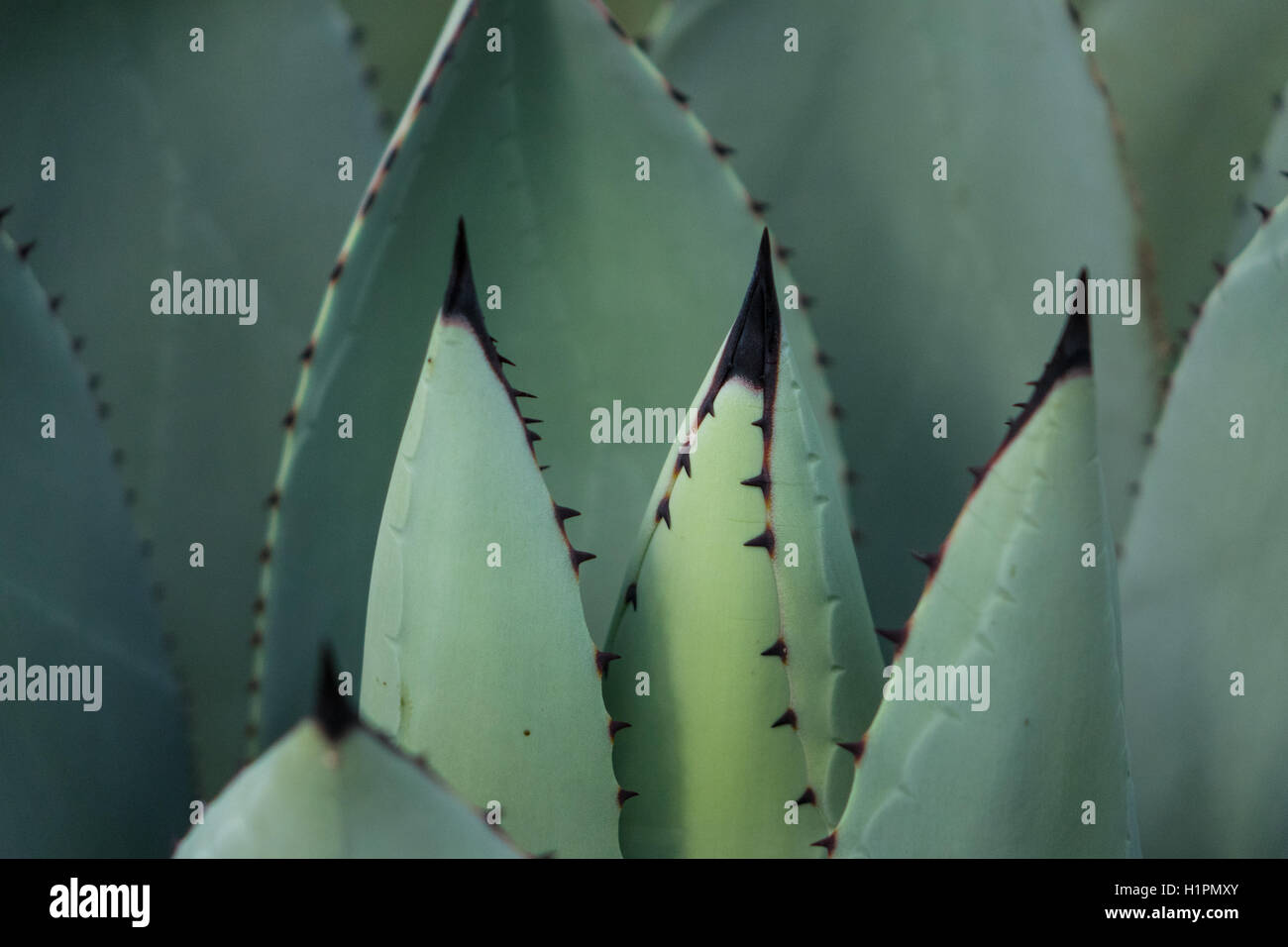 Nahaufnahme von Agave Stockfoto