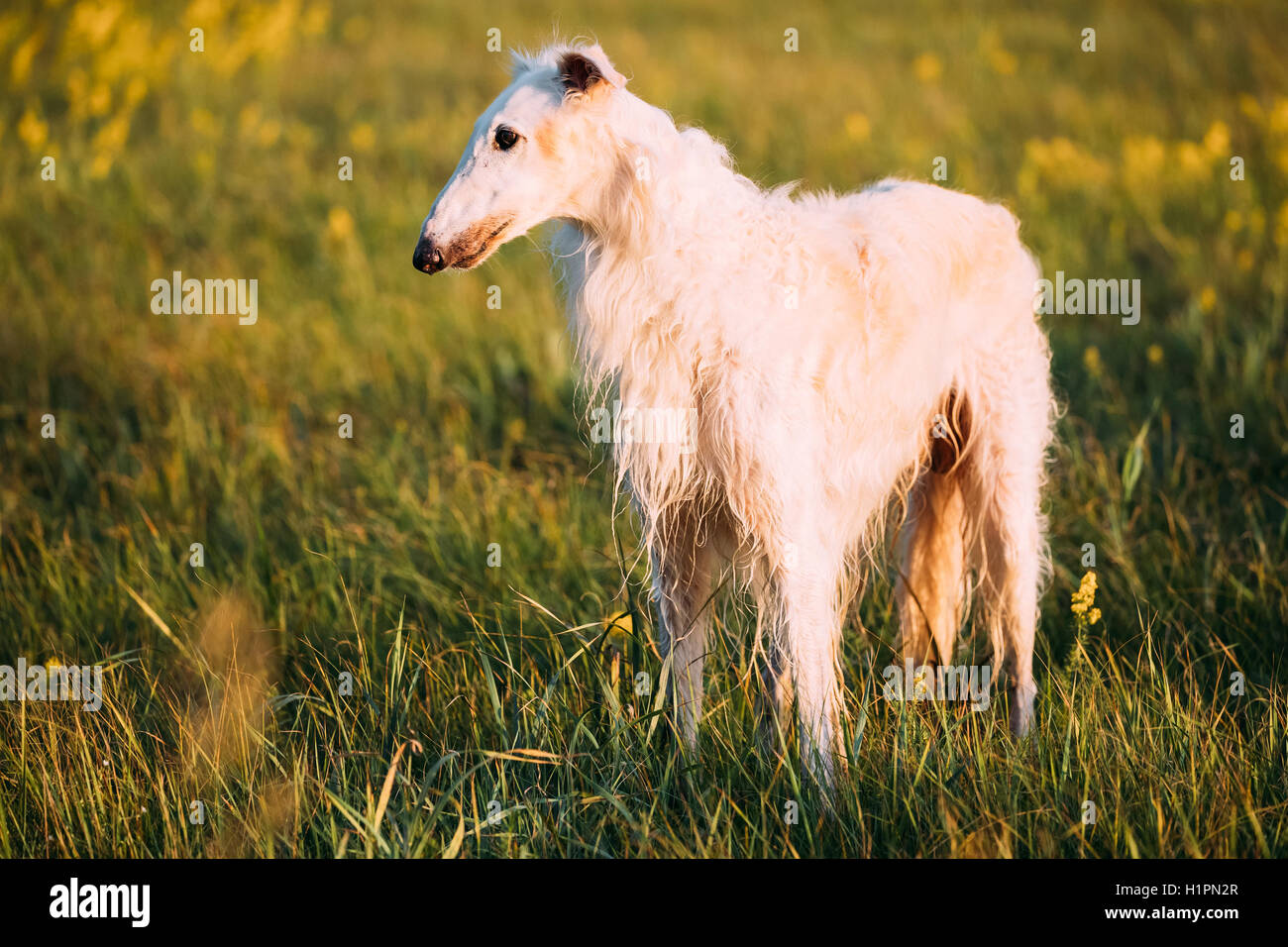 Nassen weißen russischen Hund, Barsoi, Jagd im Sommer Sonnenuntergang Sonnenaufgang Wiese oder ein Feld Stockfoto