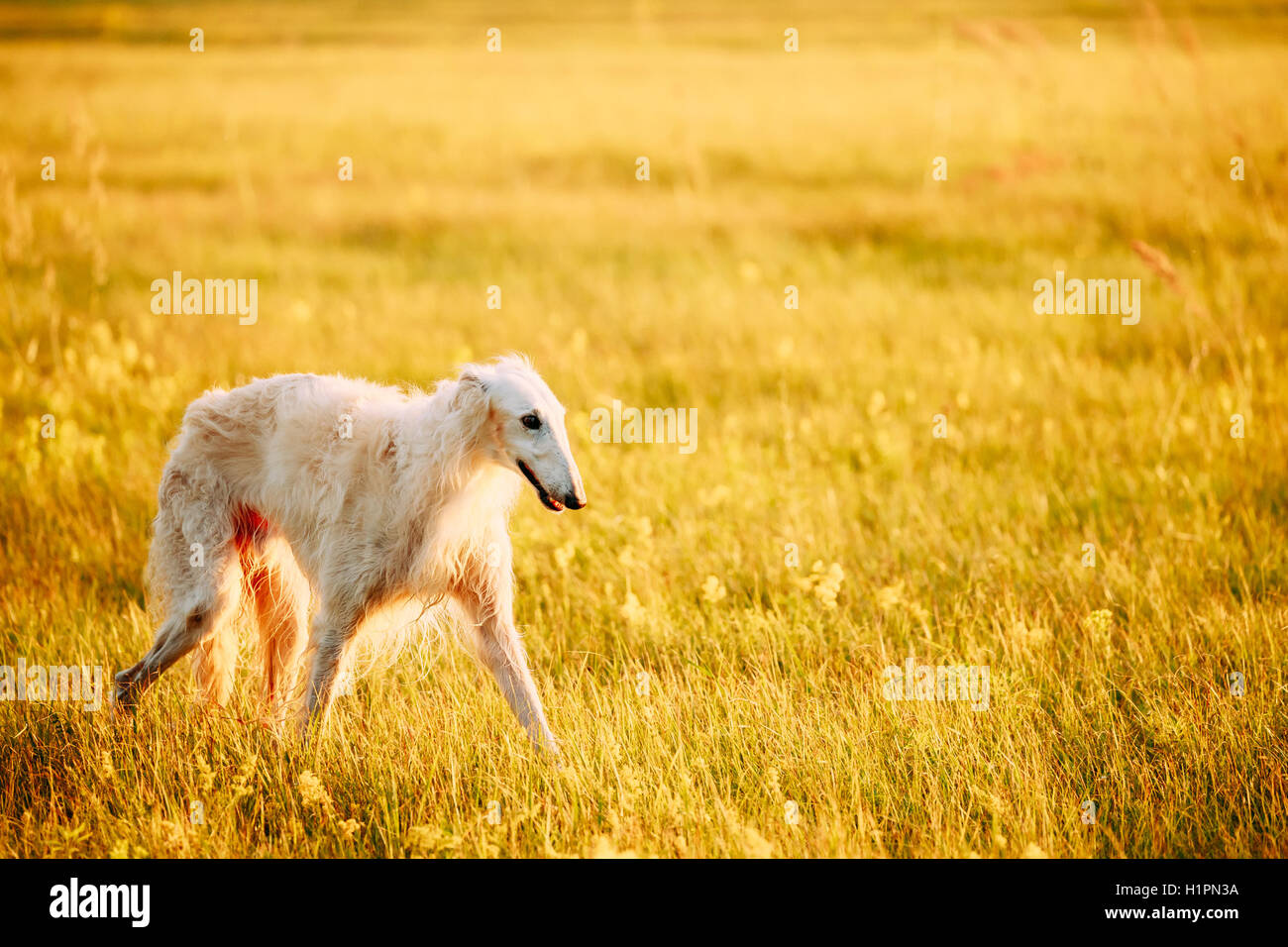 Nassen Sie weißen russischen Hund, Barsoi gehen laufen im Sommer Sonnenuntergang Sonnenaufgang Wiese oder ein Feld Stockfoto