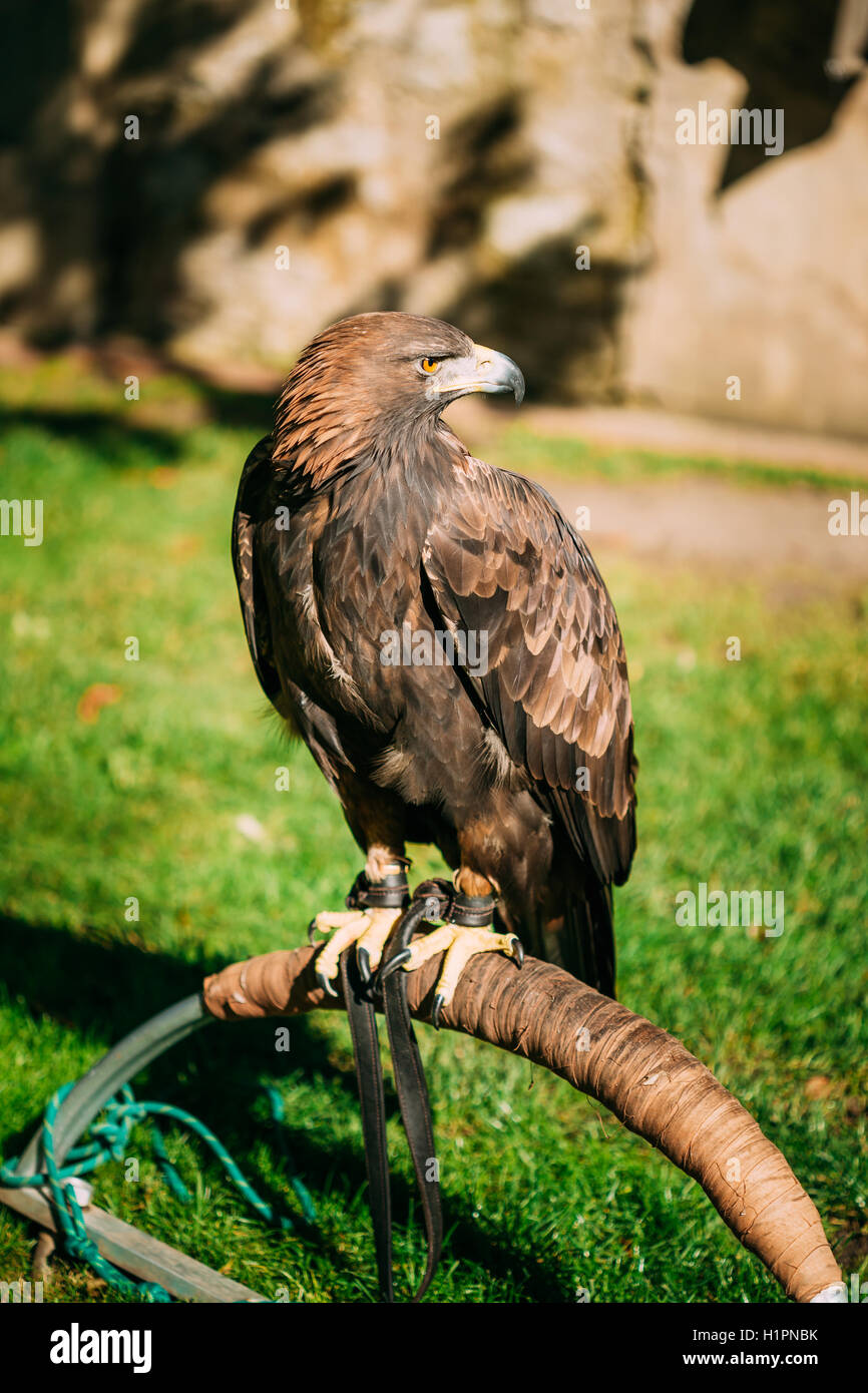Sitzenden goldenen Adler Haliaeetus Horste. Wildvogel Stockfoto