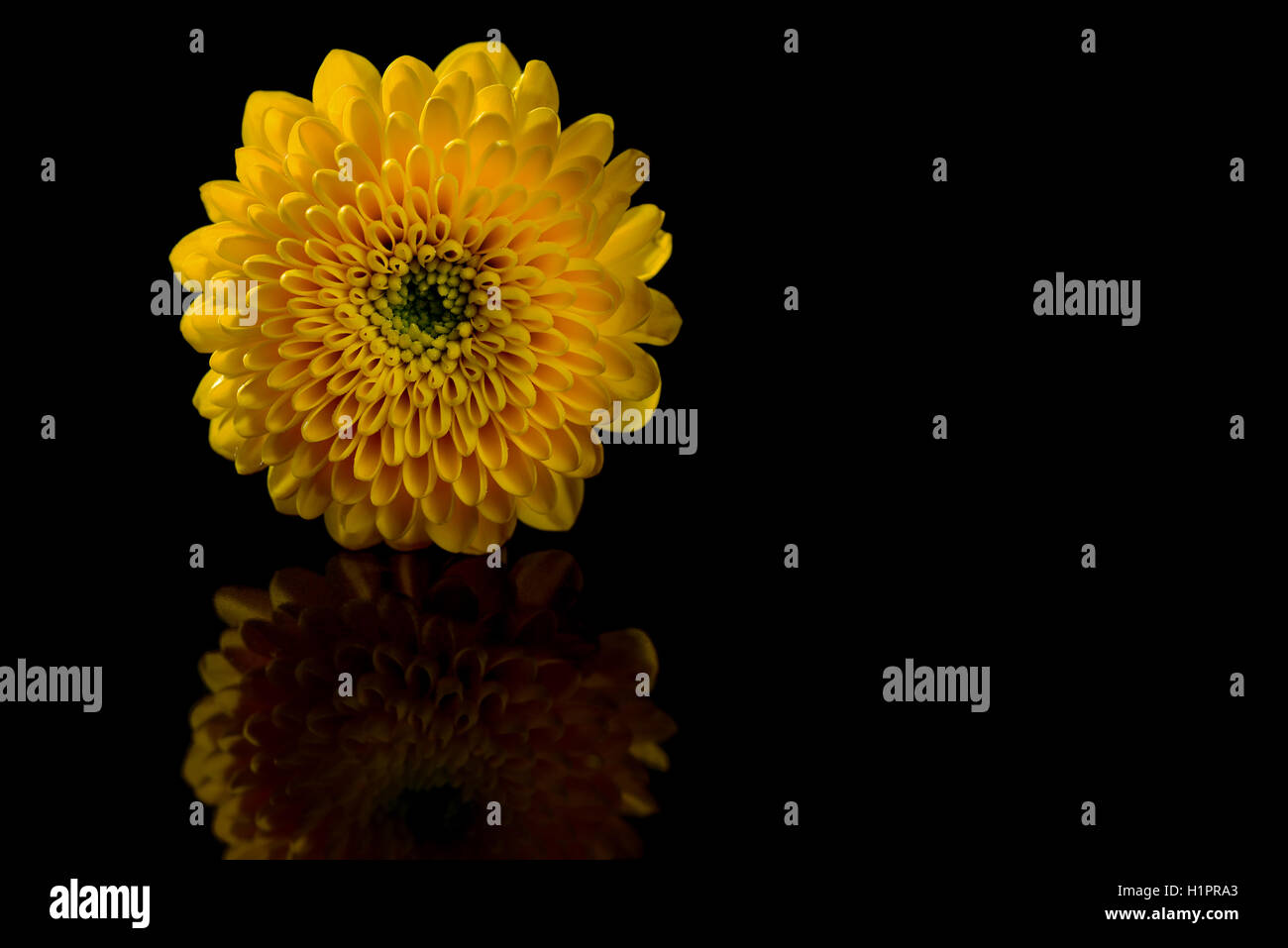 Gelbe Blume auf einem schwarzen Hintergrund Stockfoto
