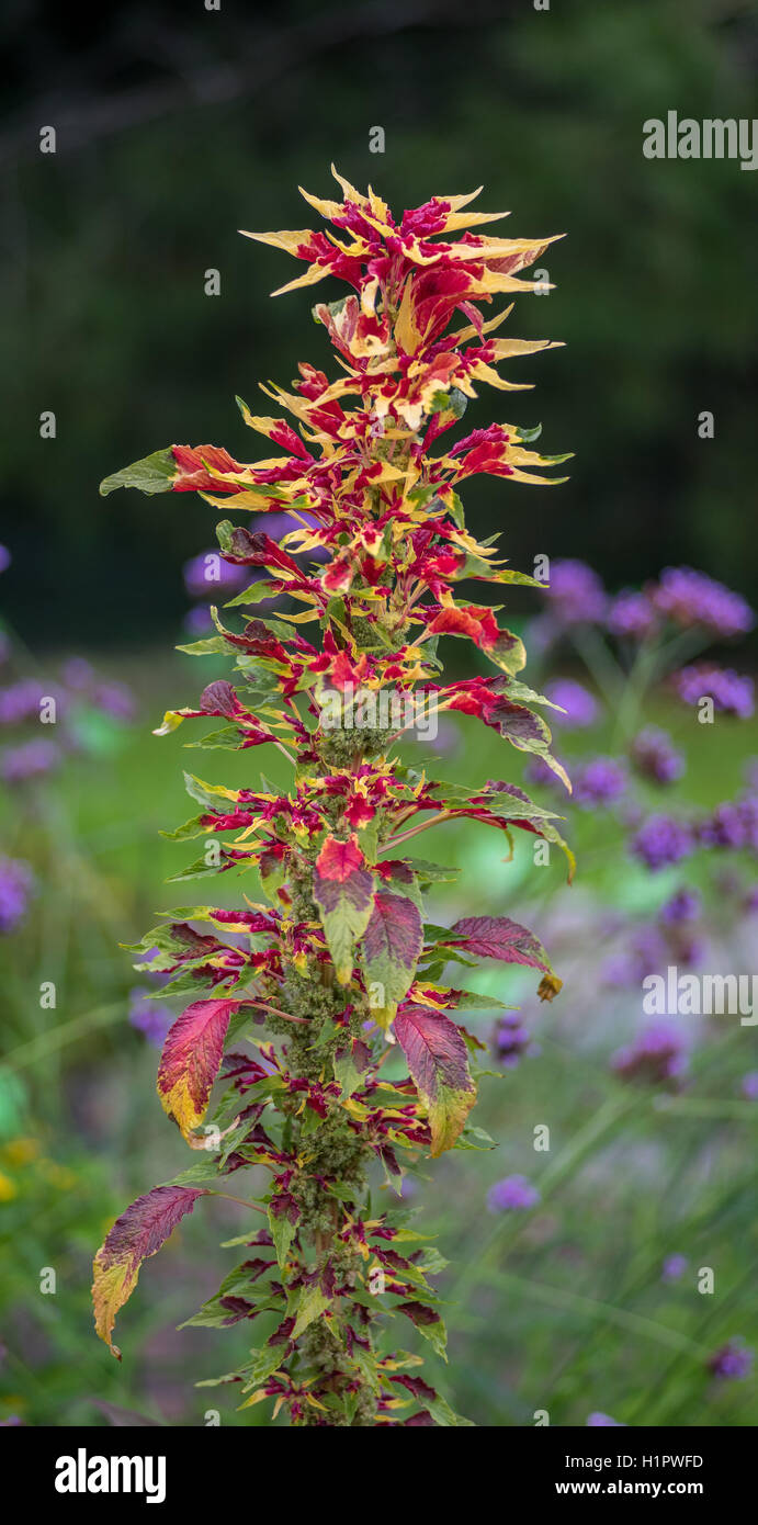 Josephs Mantel Amaranthus Tricolor Perfecta Pflanze Tampala Tandaljo Tandalja Bhaji callaloo Stockfoto