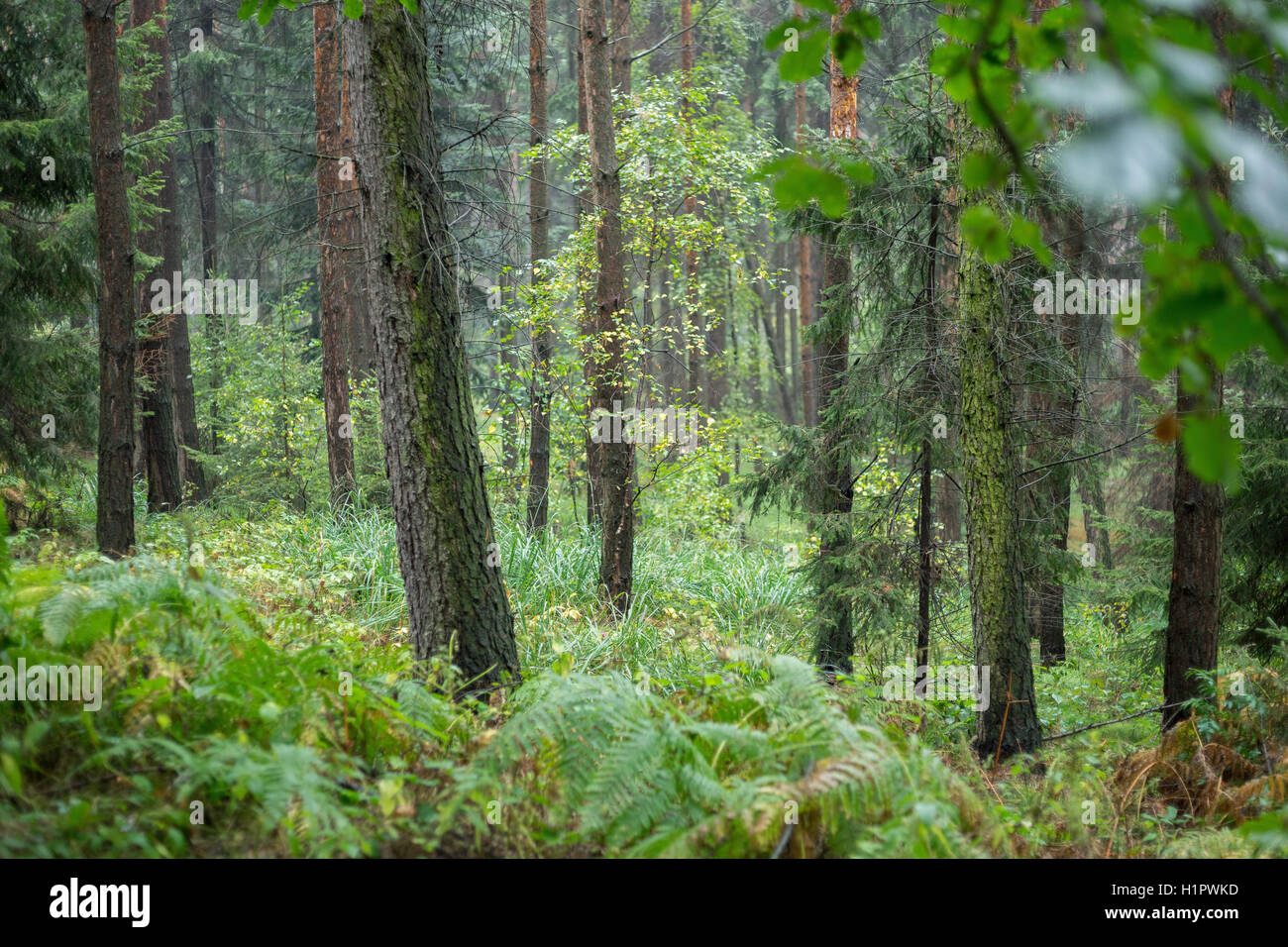 Fichten Baum Wald im Regen Stockfoto