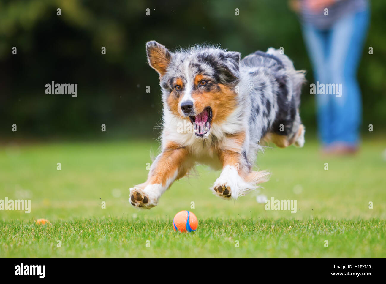 Australian Shepherd Hund springen für einen Ball im freien Stockfoto