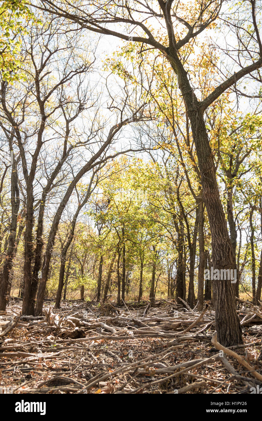 Herbstlaub im Wald Stockfoto