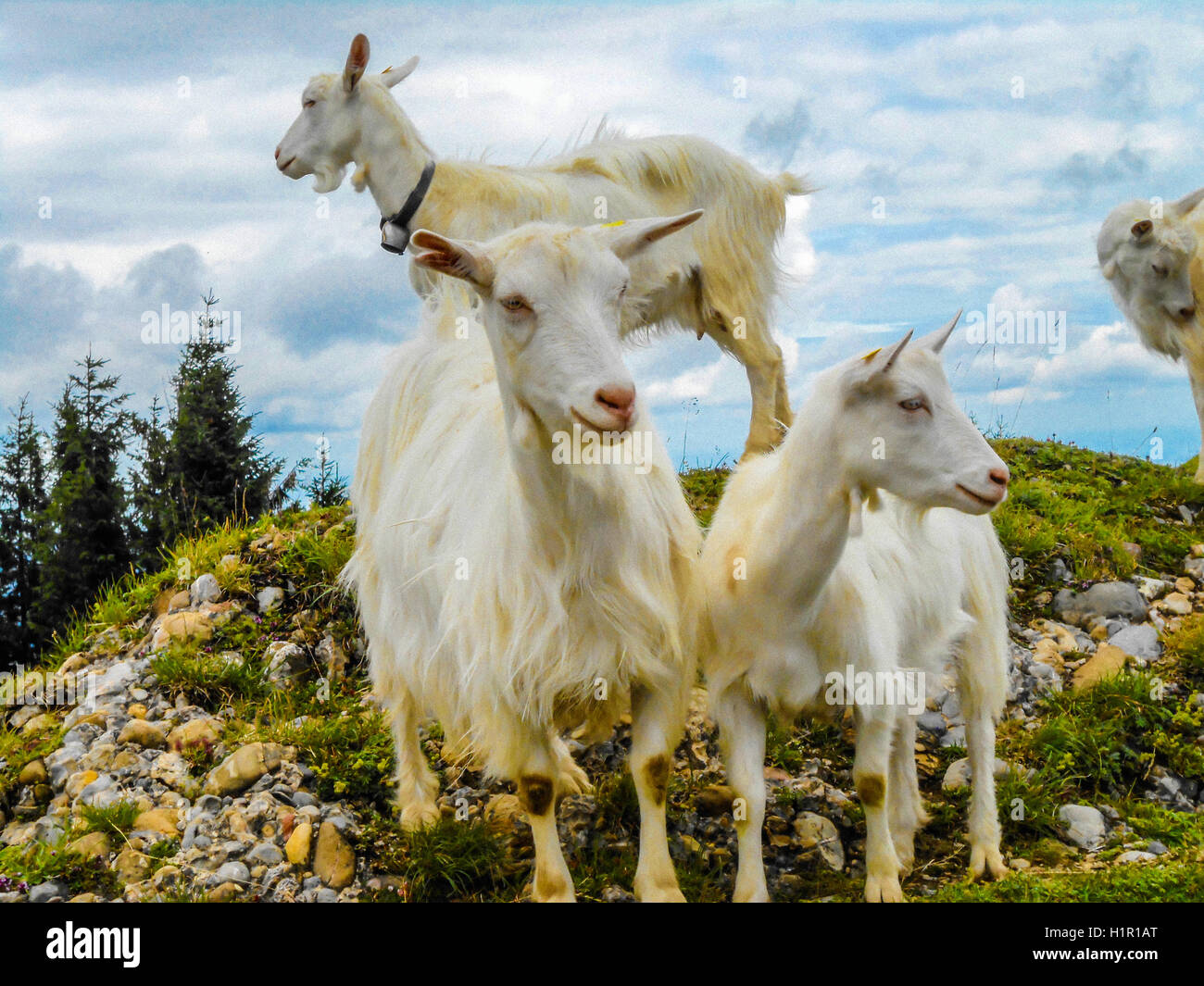 Neugierige Ziegen auf einem Berggipfel in der Schweiz Stockfoto