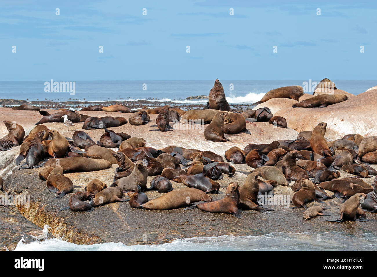 Braun (Cape) (Arctocephalus percivali) Robbenkolonie auf Küstenfelsen, Südafrika Stockfoto