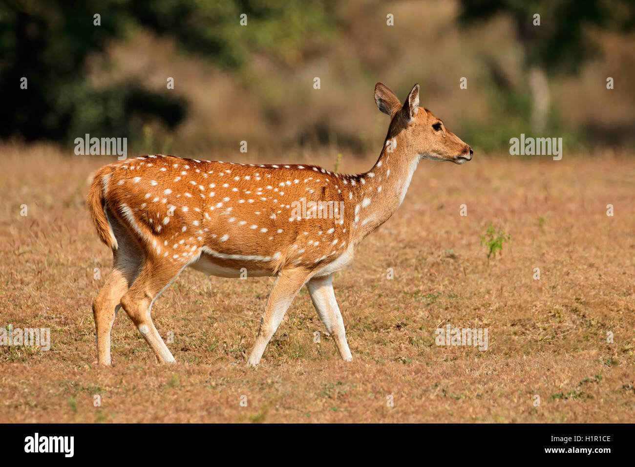Weibchen entdeckt, Hirsch oder chital (Axis Axis), Kanha Nationalpark, Indien Stockfoto