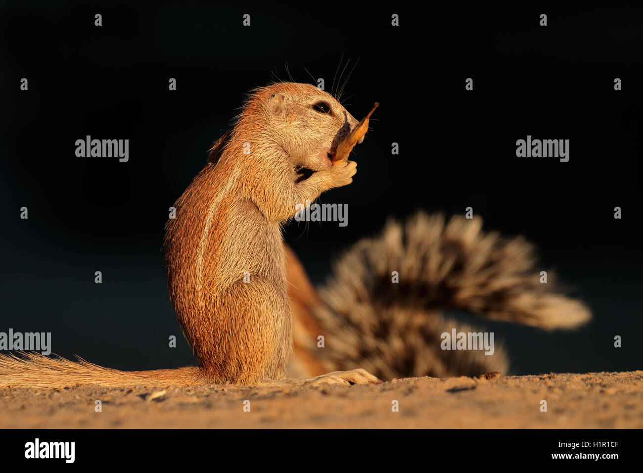 Fütterung Borstenhörnchen (Xerus Inaurus), Kalahari-Wüste, Südafrika Stockfoto