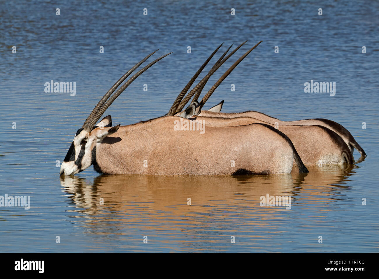 Oryx-Antilopen (Oryx Gazella) waten im Wasser, Etosha Nationalpark, Namibia Stockfoto