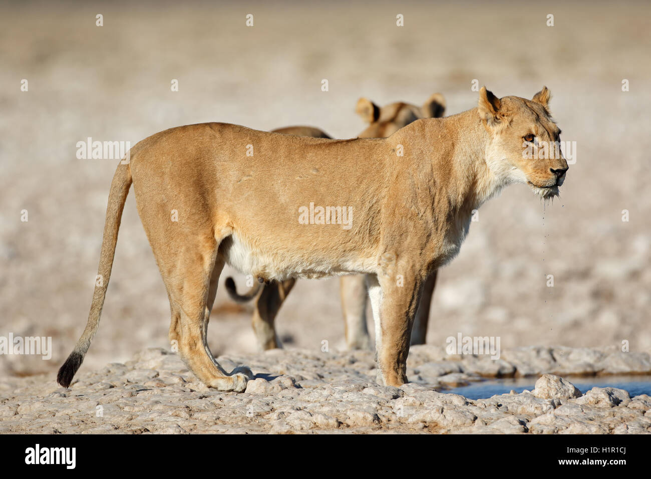 Eine Löwin (Panthera Leo) an einer Wasserstelle, Etosha Nationalpark, Namibia Stockfoto