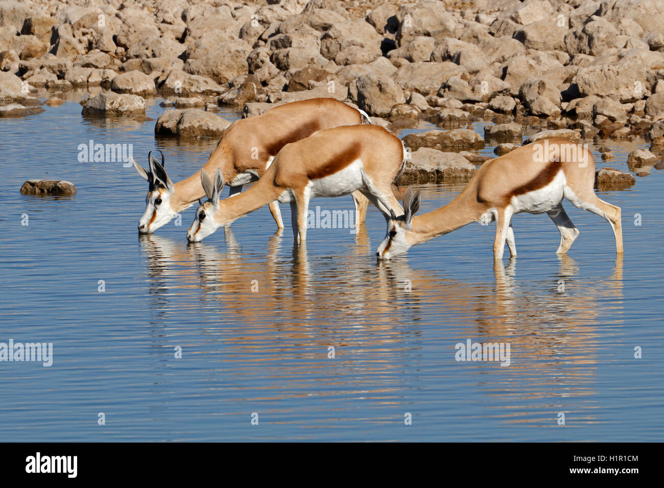 Springbok Antilopen (Antidorcas Marsupialis) trinken an einer Wasserstelle, Etosha Nationalpark, Namibia Stockfoto