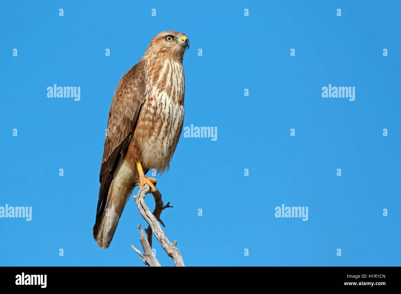 Eine Steppe Mäusebussard (Buteo Buteo) thront auf einem Ast, Südafrika Stockfoto