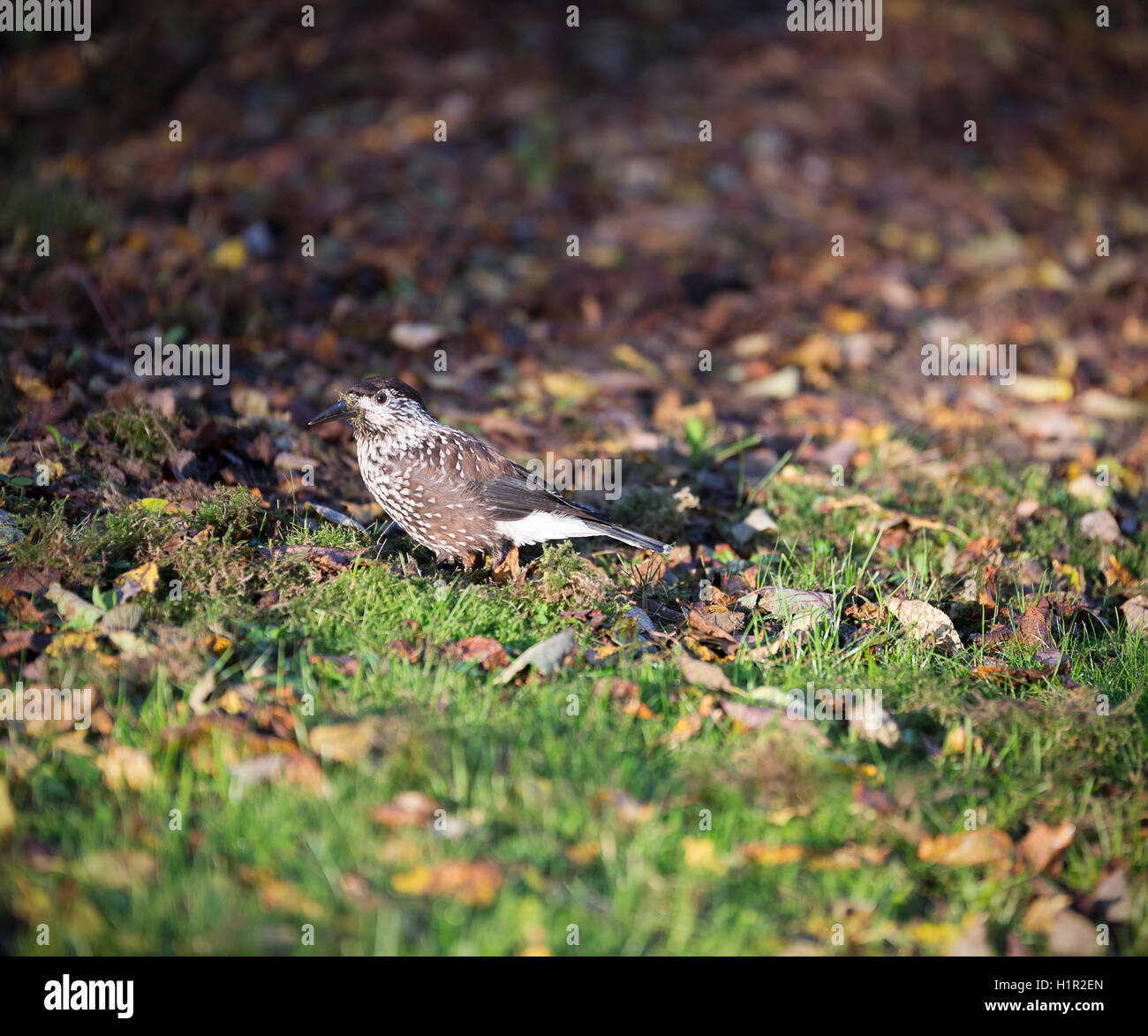 Gefleckte Nussknacker in Grass. Stockfoto