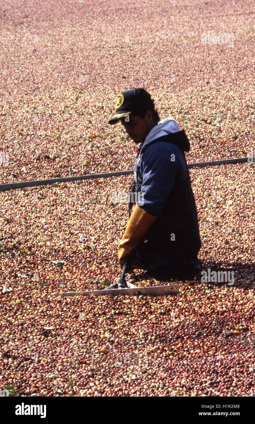 Die Cranberry, zusammen mit der Heidelbeere und Concord Traube gehört zu Nordamerikas drei einheimische Früchte, die kommerziell g Stockfoto