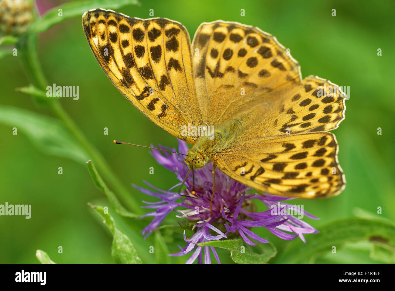 Silber-washed Fritillary ((ex Dryas) Argynnis Paphia) ist ein gemeinsamer und Variable Schmetterling gefunden über einen Großteil der Paläarktis ecoz Stockfoto