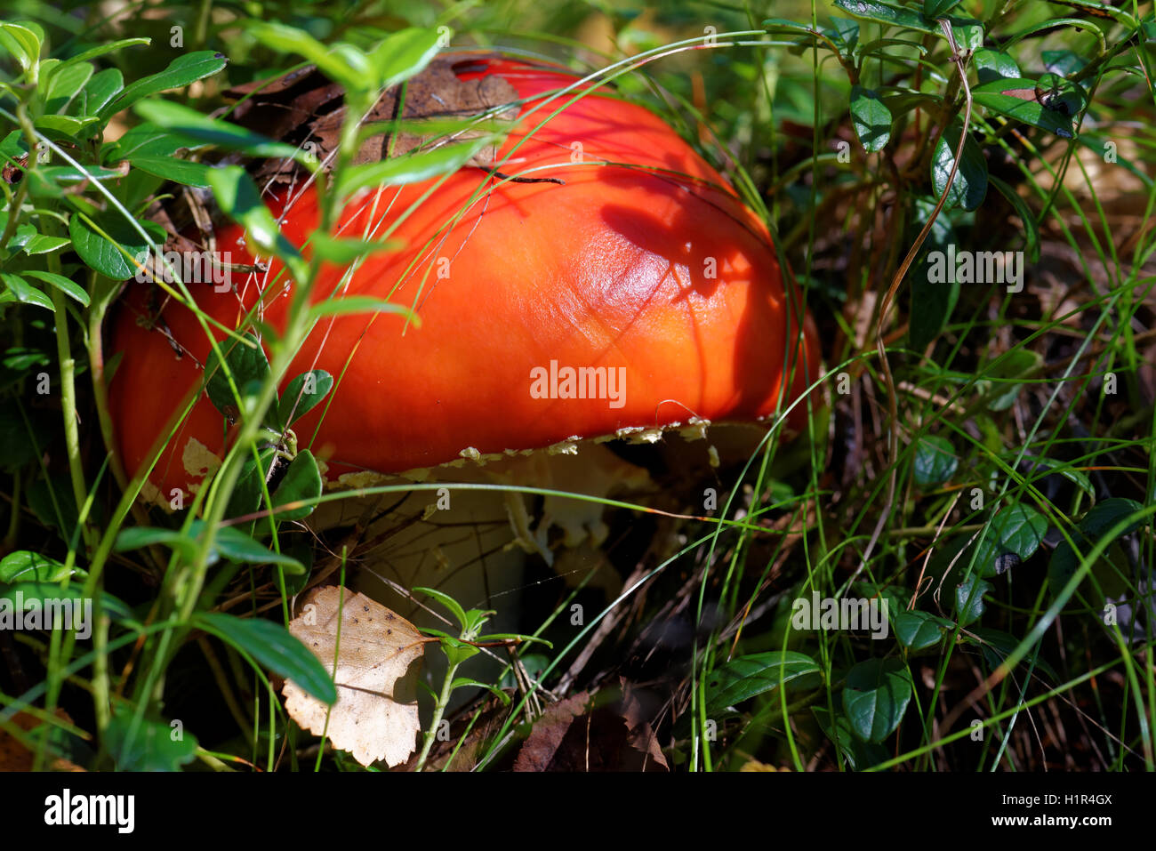 Amanita Muscaria, allgemein bekannt als der Fliegenpilz oder Fly Amanita ist ein Pilz und psychoaktiven Basidiomycete Pilz. Stockfoto