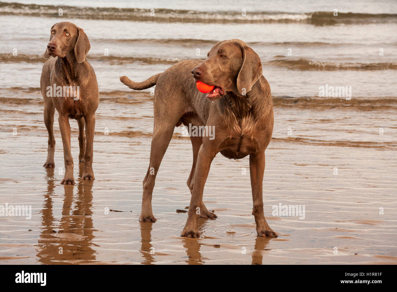 Weimaraner Hunde spielen auf Saltburn Strand mit einer orange Kugel mit der Flut im Hintergrund Stockfoto