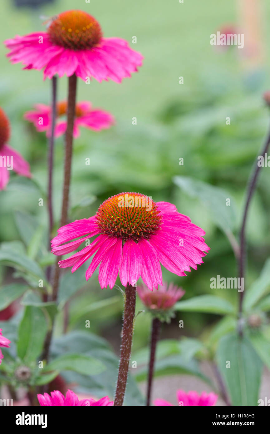 Echinacea Purpurea 'Pink Sensation' Blume. Sonnenhut Stockfoto