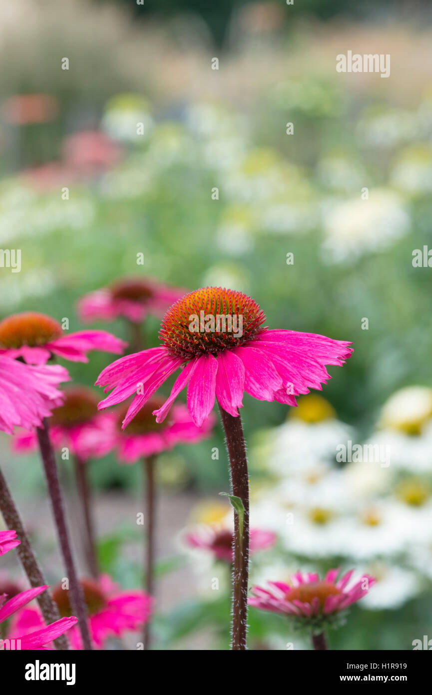 Echinacea Purpurea 'Pink Sensation' Blume. Sonnenhut Stockfoto