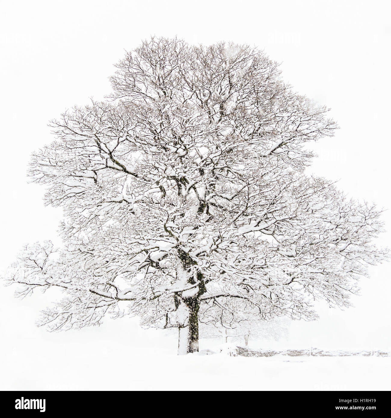 Ein schöner Baum im Winter mit Schnee Stockfoto