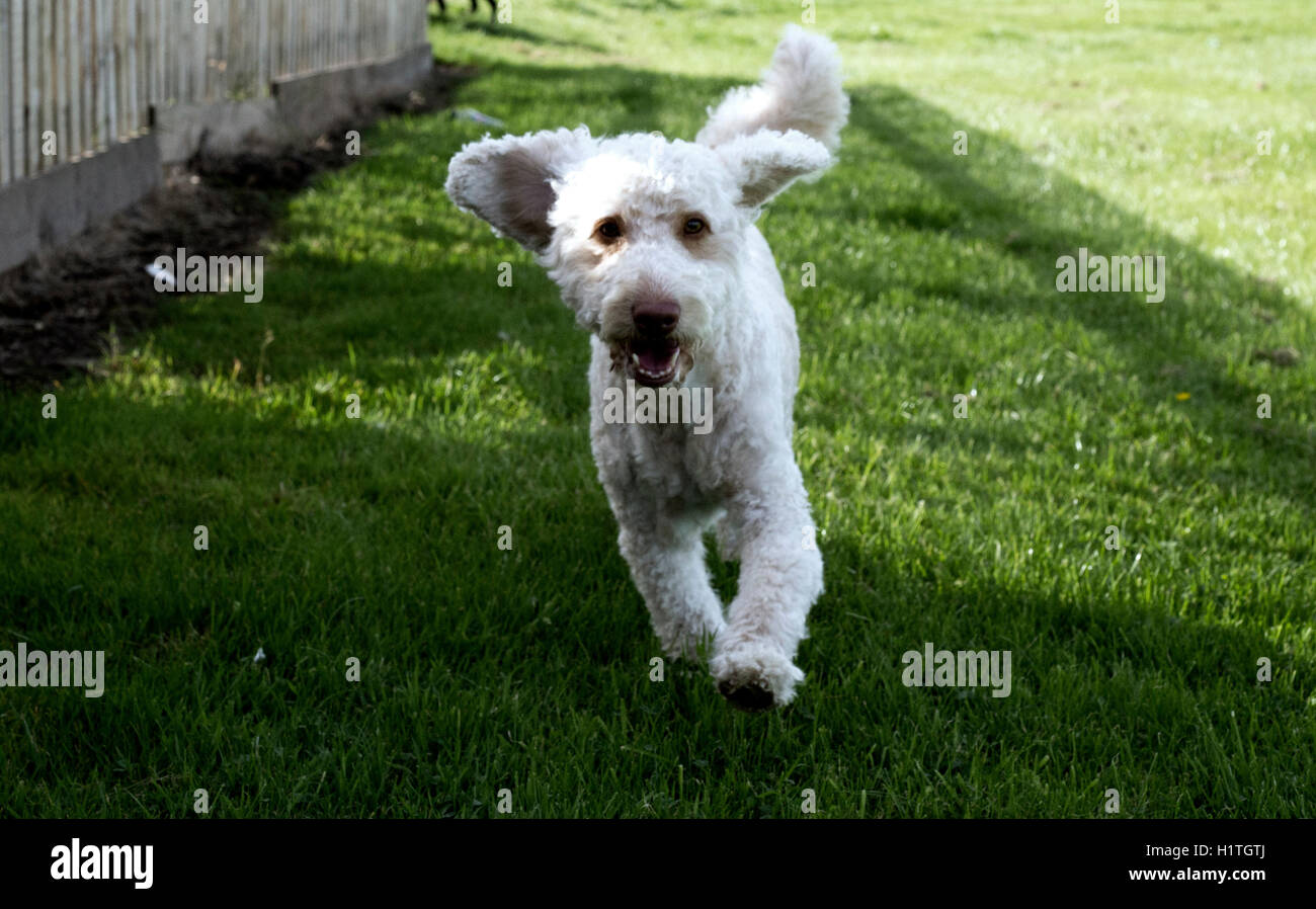 Hund im Park, Schottland, UK. Stockfoto