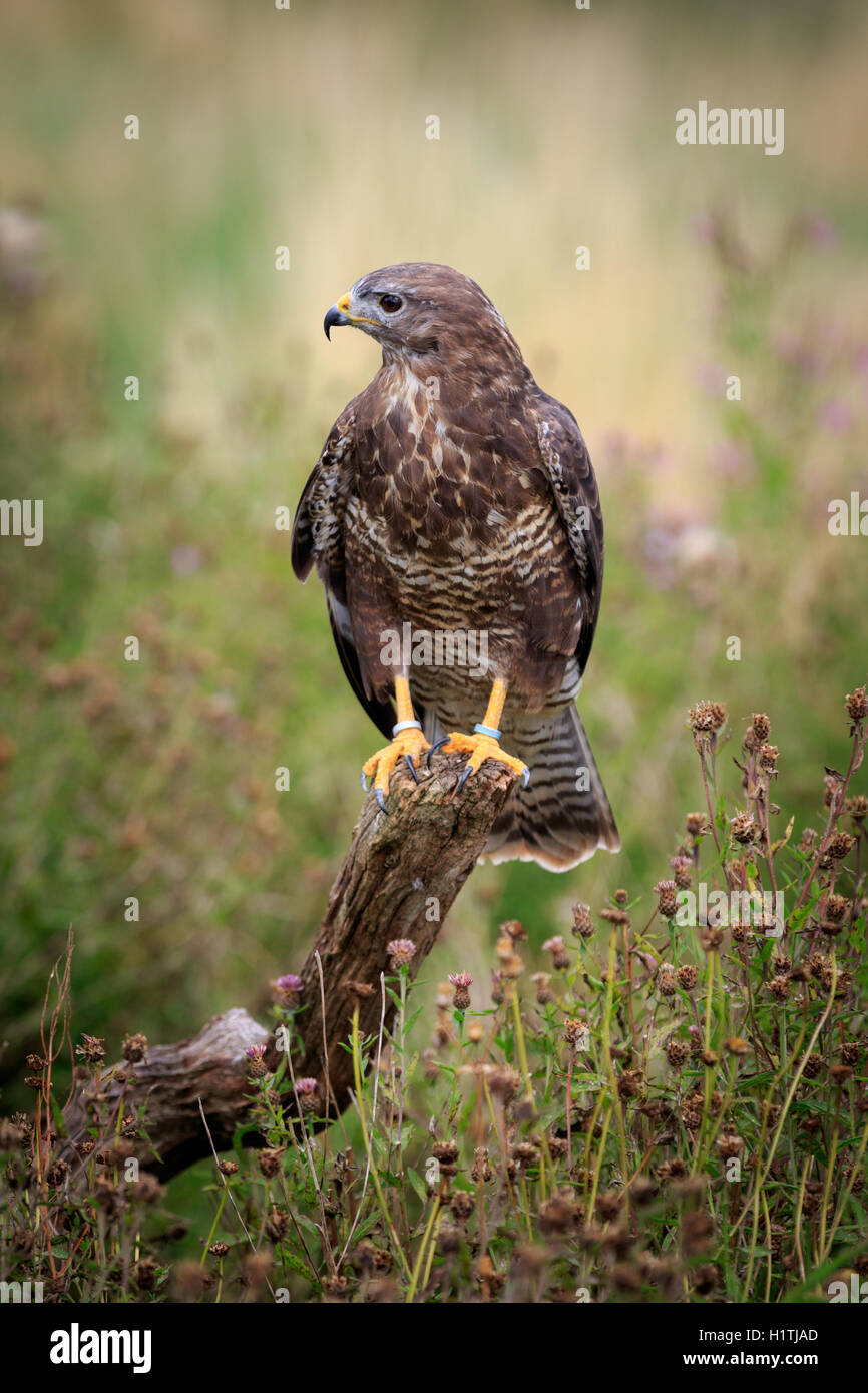 Ein Bussard thront auf einem Ast Stockfoto