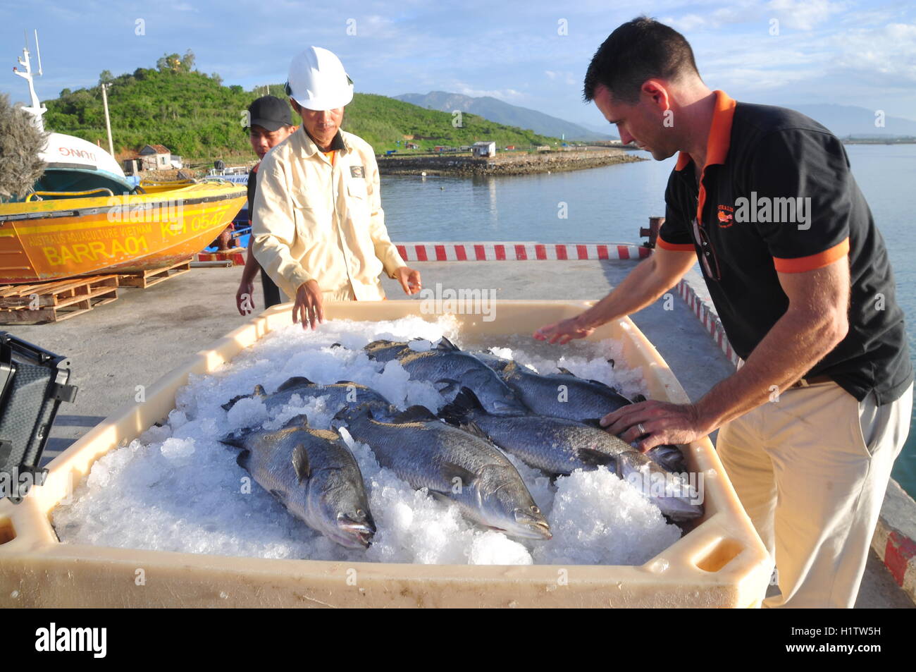 Nha Trang, Vietnam - 23. Juni 2013: Barramundi Fische sind in der Van Phong Bay gezüchtet und auf den Weltmarkt exportiert Stockfoto
