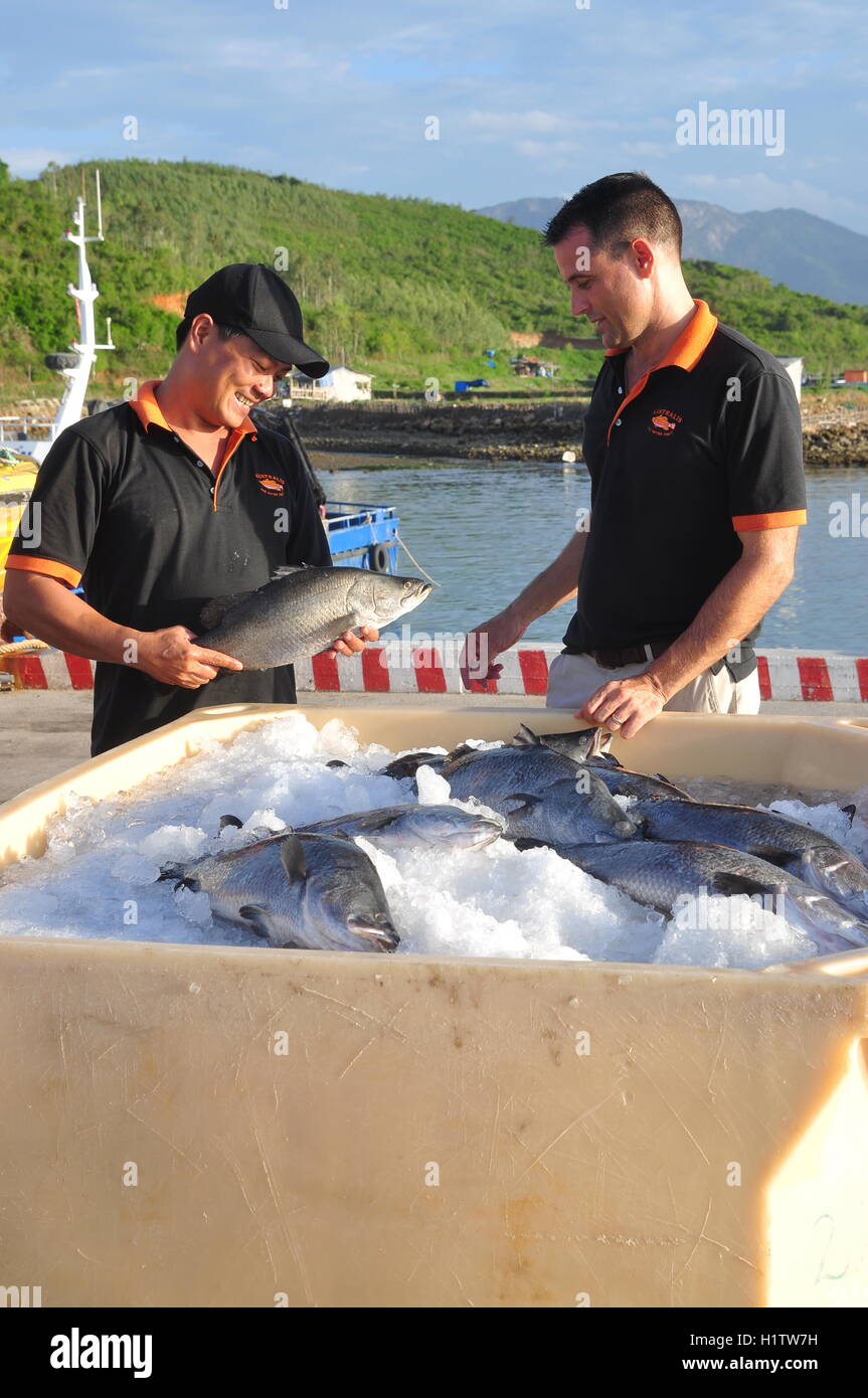 Nha Trang, Vietnam - 23. Juni 2013: Barramundi Fische sind in der Van Phong Bay gezüchtet und auf den Weltmarkt exportiert Stockfoto