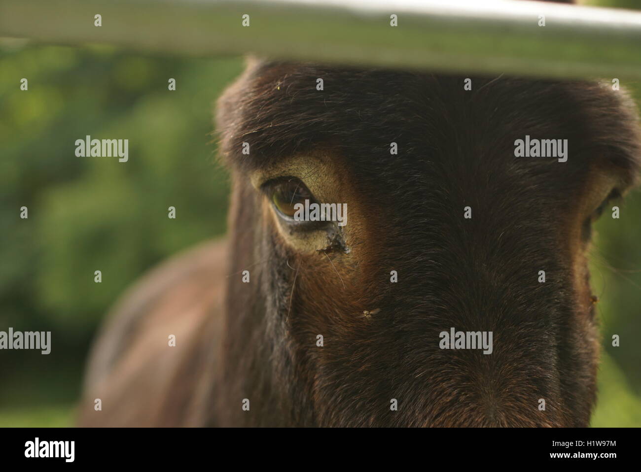 Nahaufnahme eines Esels Auge Stockfoto