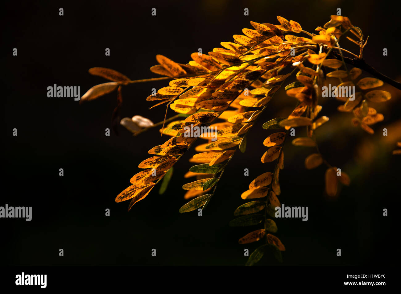 Herbst Zweig mit goldenen Blättern in einem schwarzen Hintergrund Stockfoto