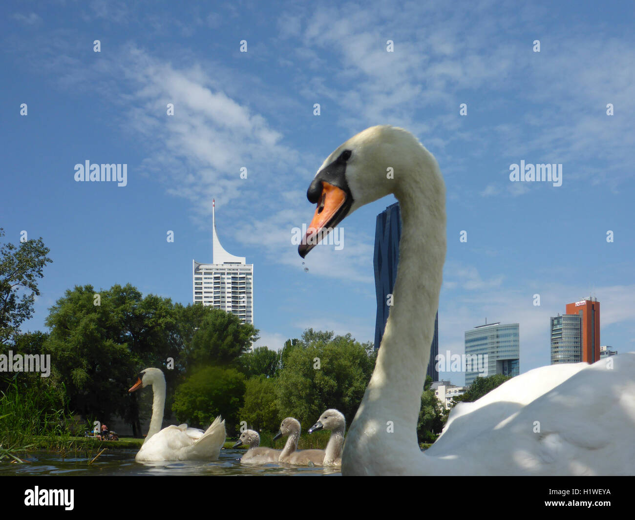 Wien, Wien: Familie Höckerschwan (Cygnus Olor) Cygnets am See Kaiserwasser, 22., Wien, Österreich Stockfoto