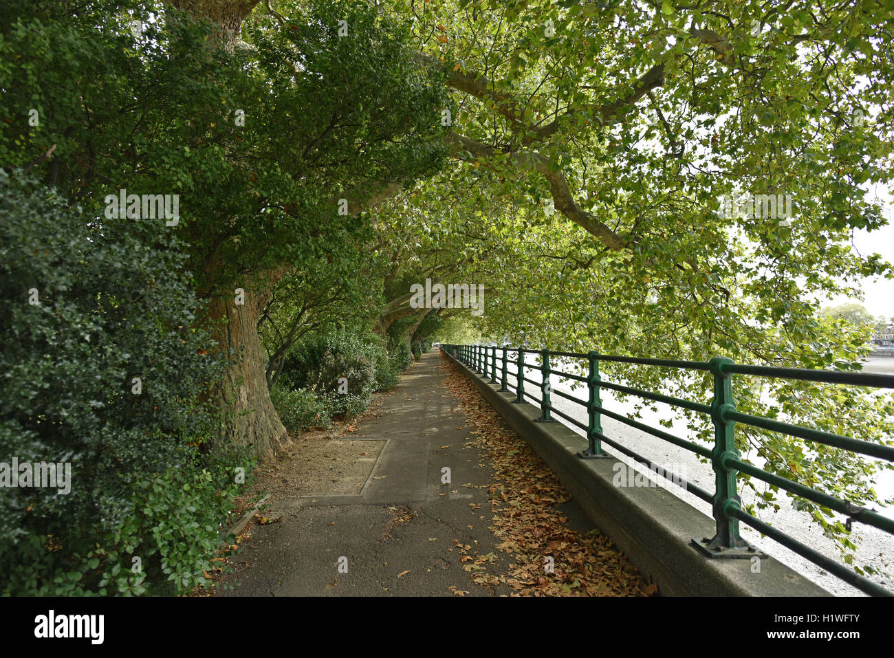Thames Path und Themse entlang des Bischofs Park in Fulham, London, Großbritannien Stockfoto
