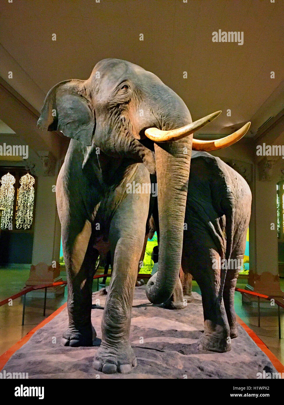 American Museum of Natural History, New York Stockfoto