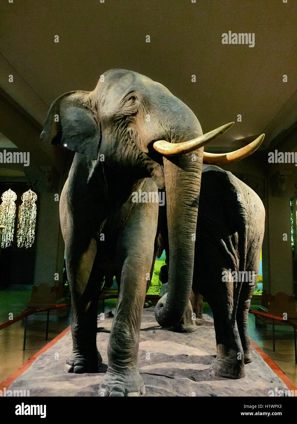 American Museum of Natural History, New York Stockfoto